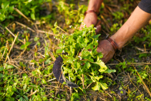 agriculture biologique