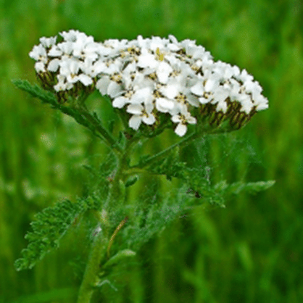 achilée millefeuille biodynae