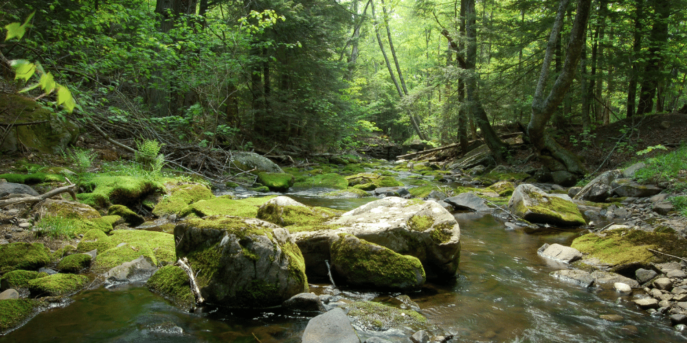pensee aux habitants